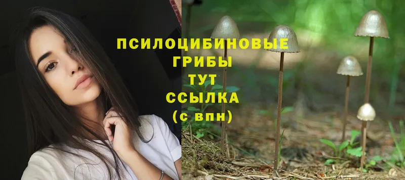 Галлюциногенные грибы Psilocybe  Татарск 